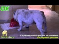 Hábitos alimenticios Bulldog Ingles || Bulldog eating habits || www.elbulldogingles.es
