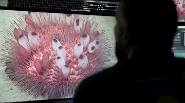 Collaboration for Understanding | Searching for the Asgards