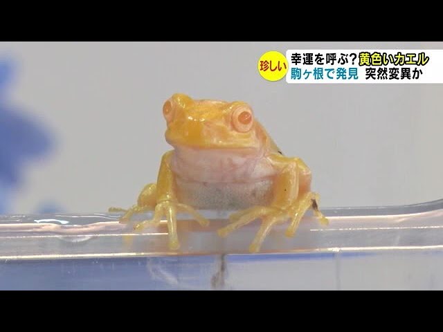 幸運を呼ぶ？「黄色いカエル」 何万匹に1匹の割合で出現か 専門家