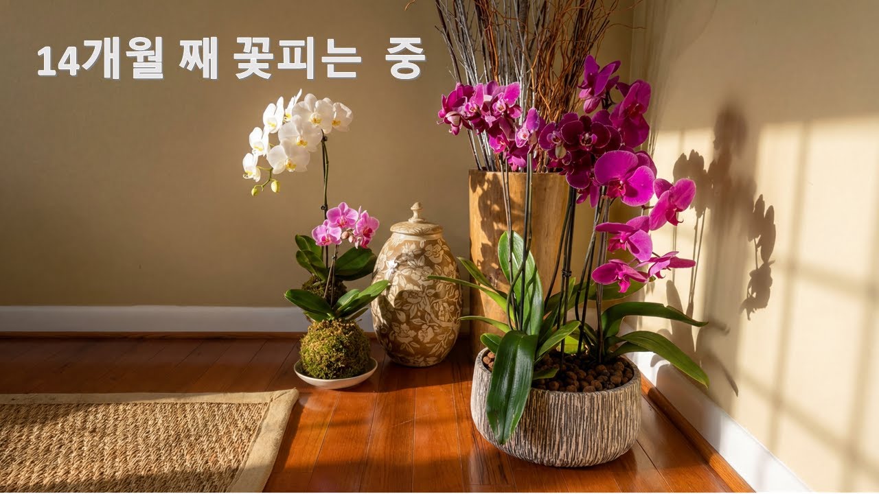 호접란 1년간 꽃피우는 관리방법 3가지