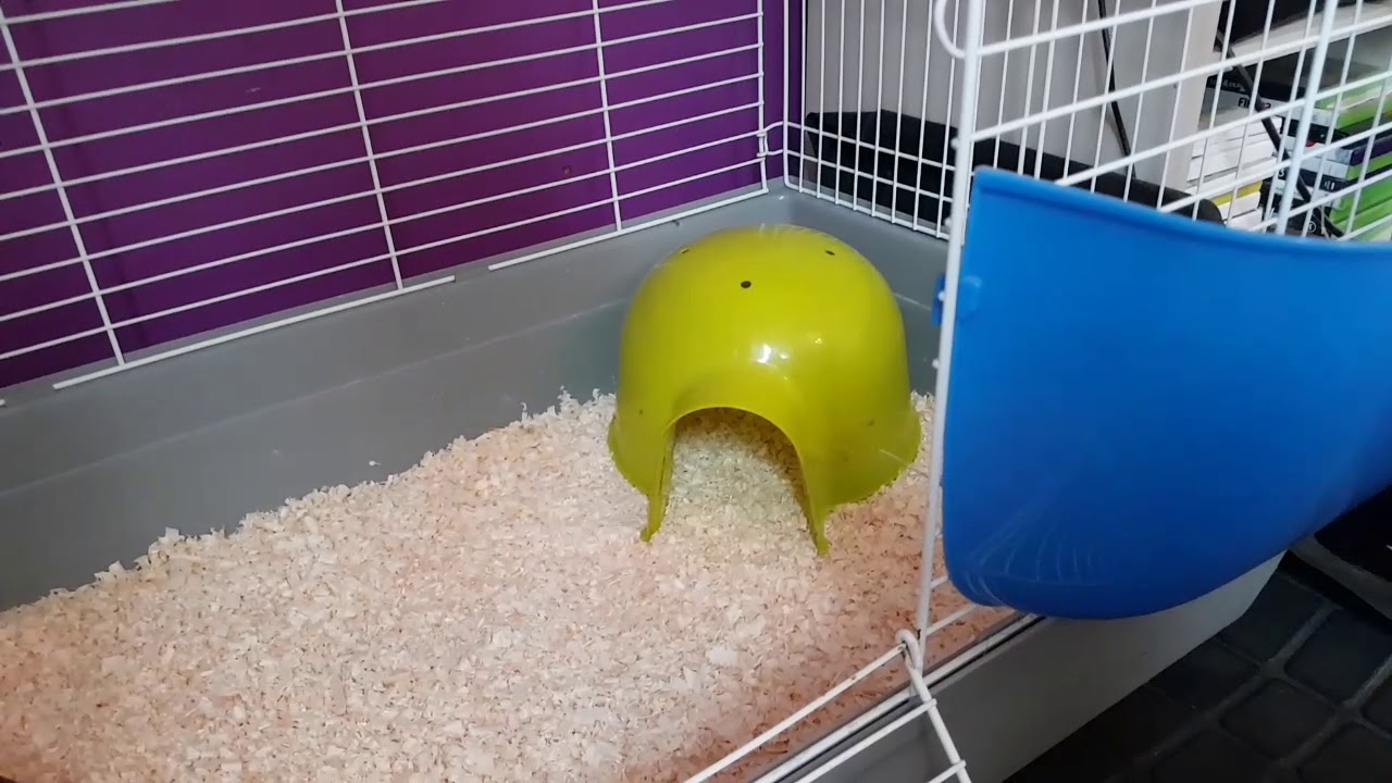 Inreder marsvinsburen! 🐹