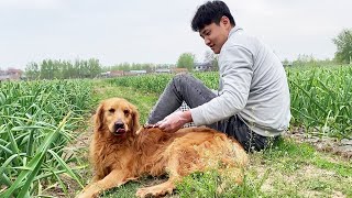 “So Happy Now”The Golden Retriever Who Escaped Death Was Pampered Like A Child By Dayao by Paw Shelter 1,732 views 3 days ago 8 minutes, 46 seconds