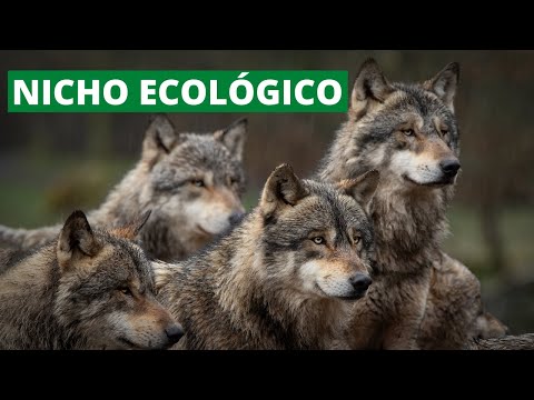 Video: ¿Qué incluye un nicho?