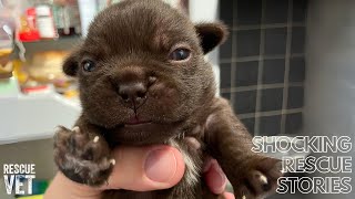 Abandoned one day old puppies are rescued: Otter's Story