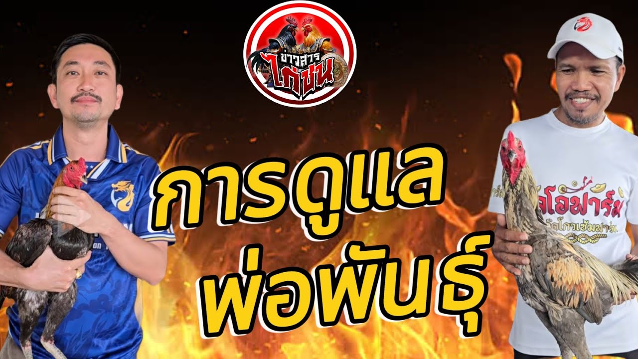 การดูแลพ่อพันธุ์ไก่ชนที่คุณรัก#ประธานบิ๊กโกวเซ้มฟาร์ม#โกวเซ้มฟาร์ม