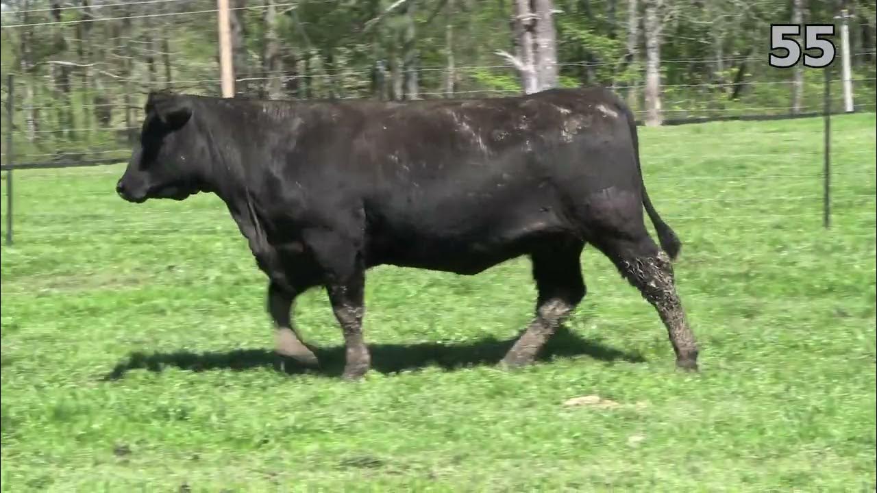 Mississippi Angus Sale Lot 55 YouTube mississippi-angus-sale-lot-55-youtube