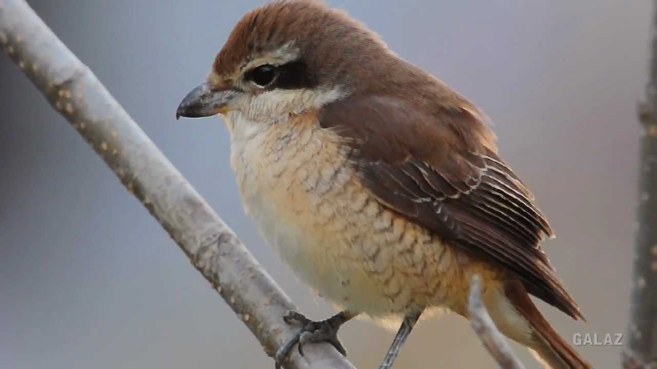 紅尾伯勞 Brown Shrike 平衡大作戰 