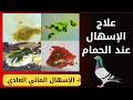 علاج الإسهال عند الحمام علاج الإسهال المائي العادي العلاج بطريقة سهلة غير مكلفة Racing Pigeons 