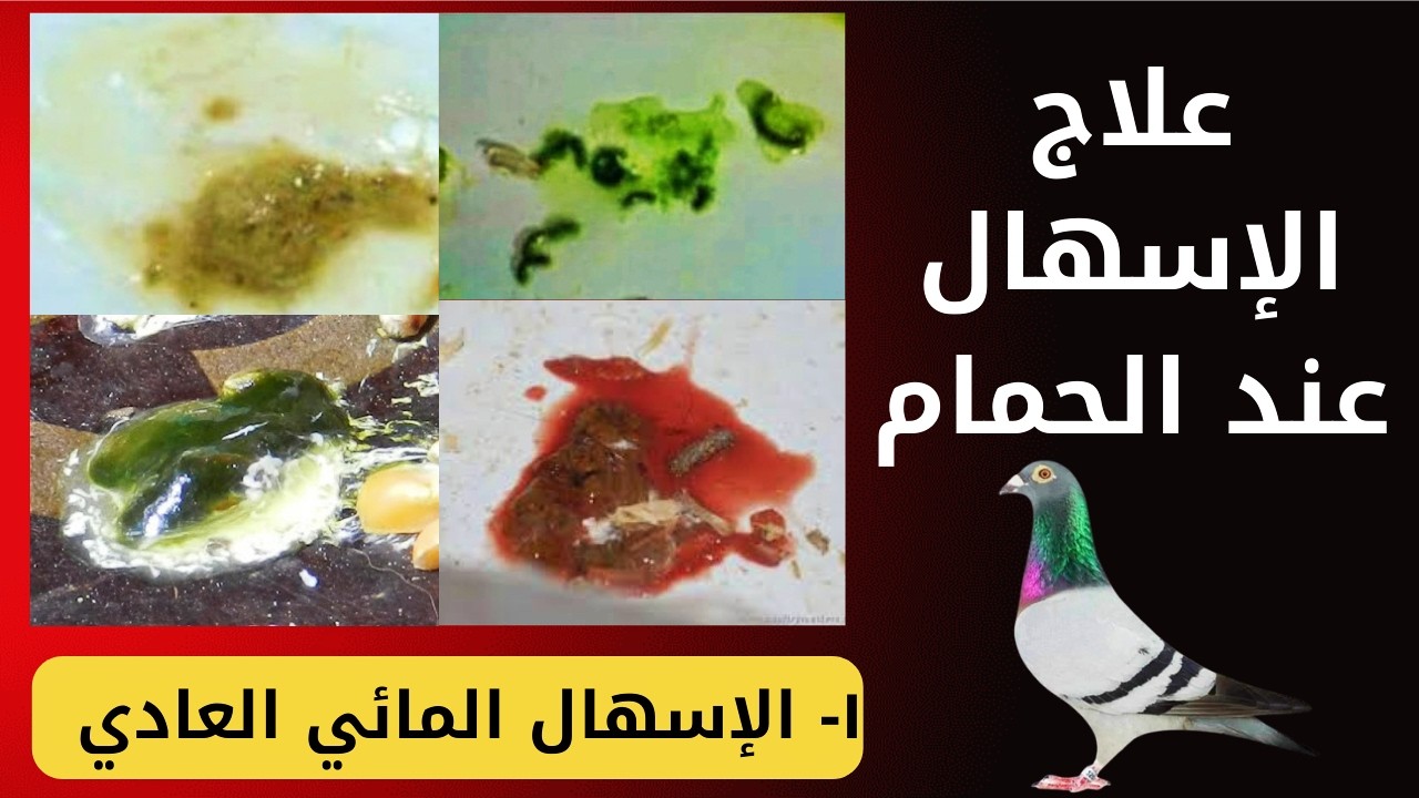 علاج الإسهال عند الحمام | علاج الإسهال المائي العادي | العلاج بطريقة سهلة غير مكلفة | racing pigeons