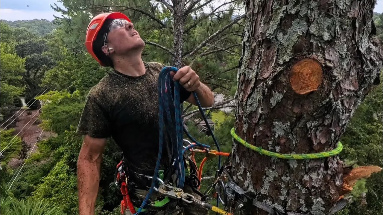 Hazardous dead pine removal near house and power lines - YouTube
