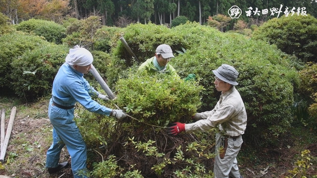 太平つつじ園で雪囲い始まる Youtube