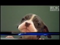 10 pit bull puppies stolen