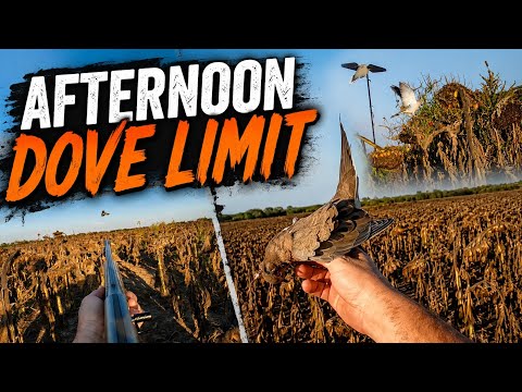 Evening Limit of Dove!