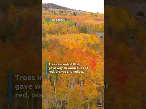 Vibrant fall foliage brings brilliant color to scenic landscapes #Shorts