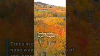 Celebrity Vibrant fall foliage brings brilliant color to scenic landscapes #Shorts Net Worth