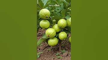 CHIẾT CÂY ỔI QUÁ DỄ - how to air layering guava tree #airlayering #guava #chiết #petofarm