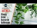 Top 10 Plants That Will Grow Better in Your Bathroom