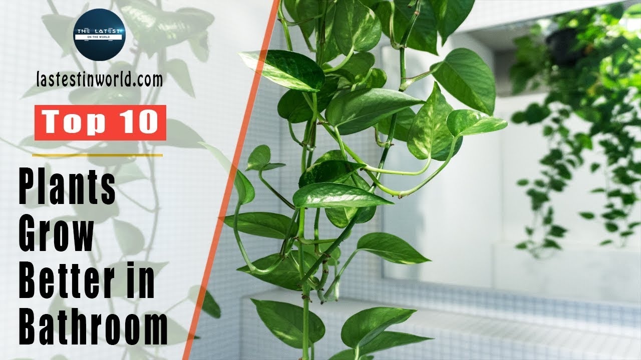 Top 10 Plants That Will Grow Better In Your Bathroom