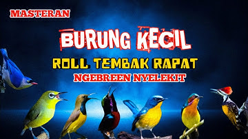 2 jam masteran Burung kecil Roll tembak rapat‼️NGEBREN NYELEKIT