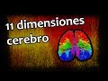 Descubiertas 11 dimensiones en el cerebro | Noticias 26/6/2017