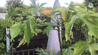 Babaco / Carica Pentagona November update