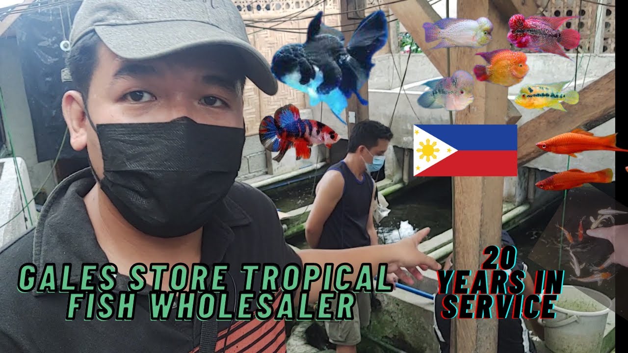 Tropical Fish Wholesaler in the Philippines Backyard Tour
