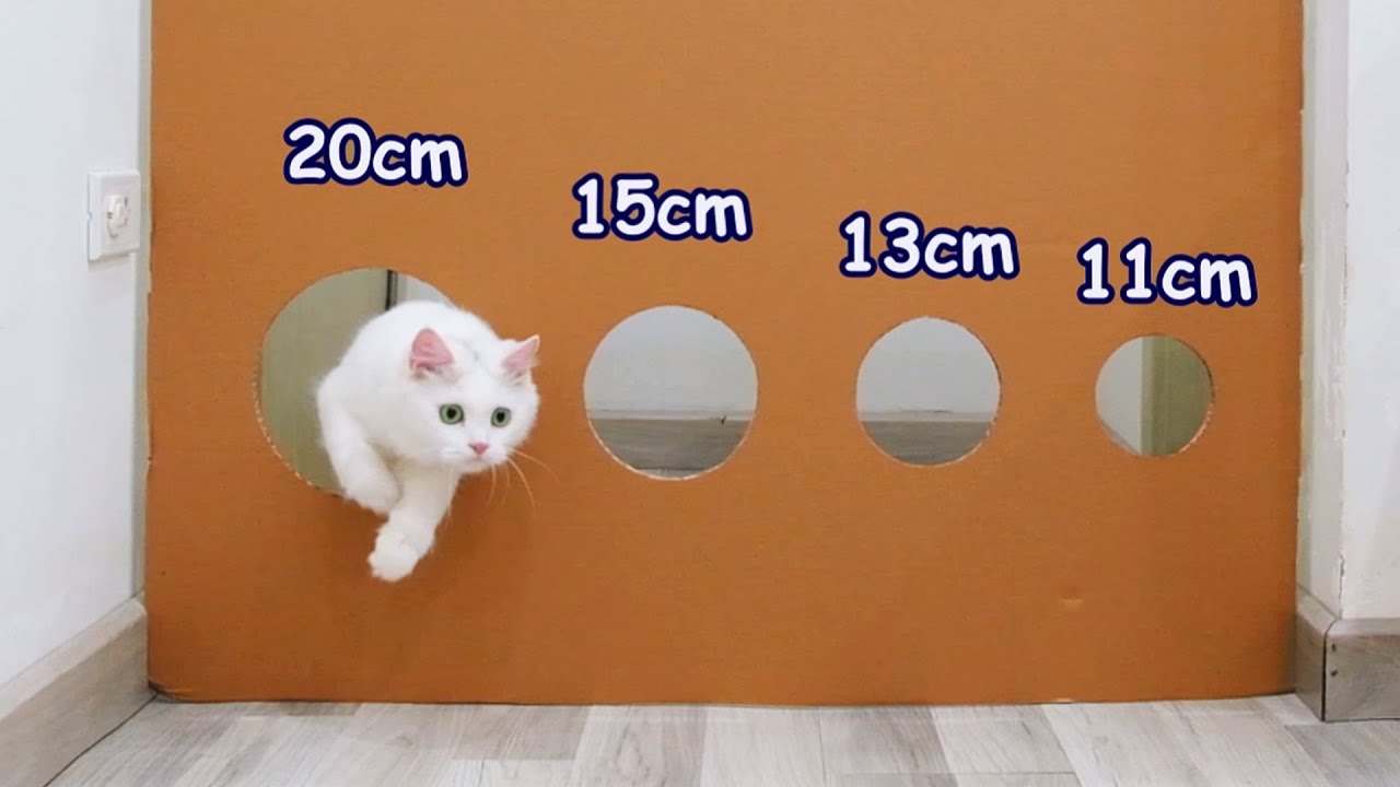 Кошки против уменьшения дырок