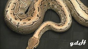 Ball Python Collection  2014