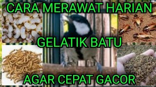 How To Care For A Java Sparrow Daily So That It Sings Quickly