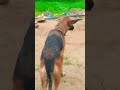 jerman Shepard dog like share subscribe Karo guy's