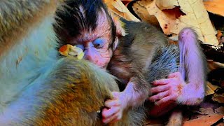 Oh !! The baby monkey is sleeping on the mother's lap, really warm.