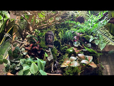 Video Review Dạo - Cafe Quán - Cú Trên Cây - Ung Văn Khiêm -... - youtube