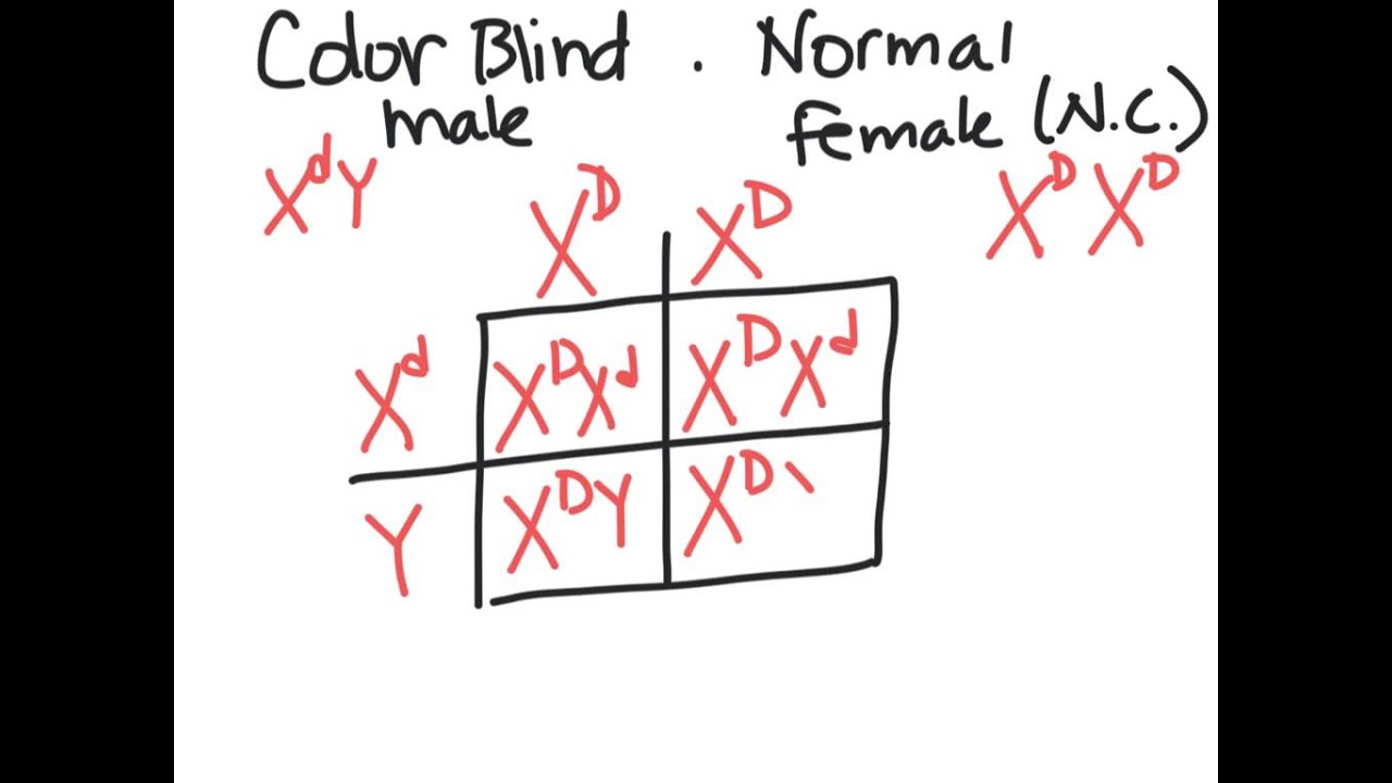 Freshman Genetics Sex Linked Trait Prob Youtube
