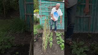 Plant and succession crop one bed