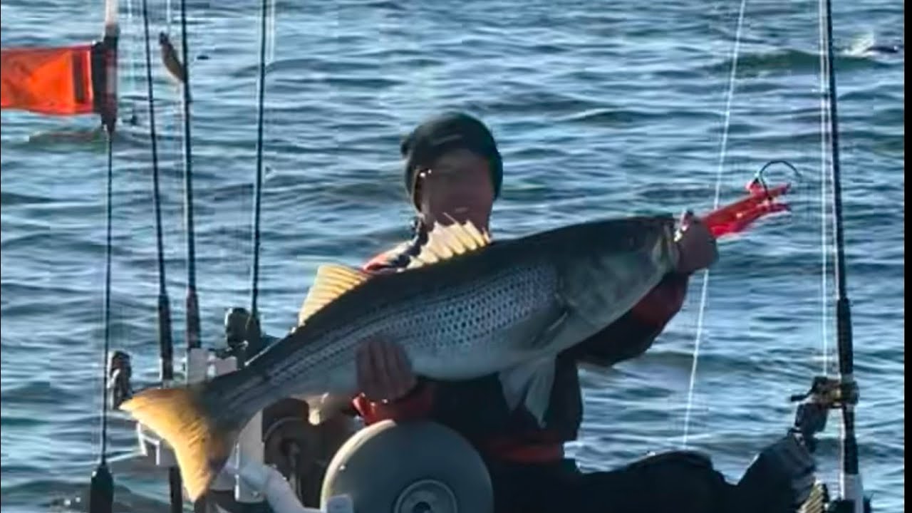 Striped Bass on a live lined bunker 44”