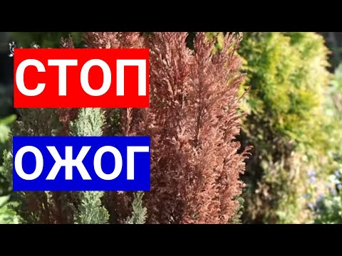 Хвойные желтеют - Стоп Ожог. Почему пожелтели иголки.