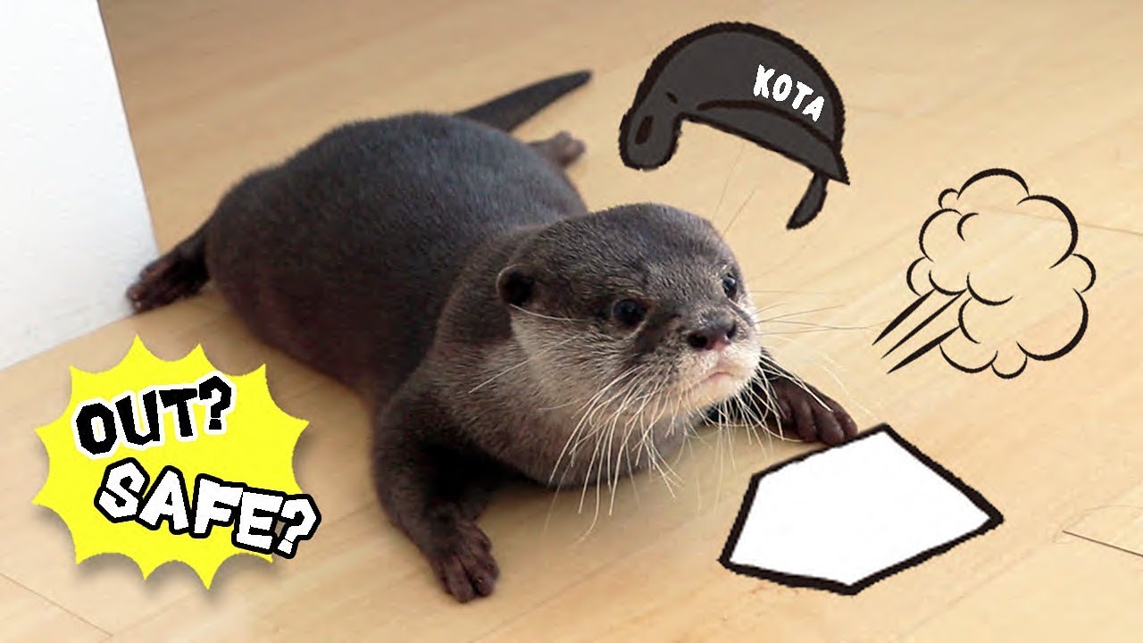 カワウソ コタロー ヘッドスライディングでズサァー連発！！ Kotaro