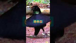 VERY FUNNY DANCING BIRD I FOUND ON 9GAG #shorts #shortvideo #9gag #funnybirds #funny #shortsyoutube