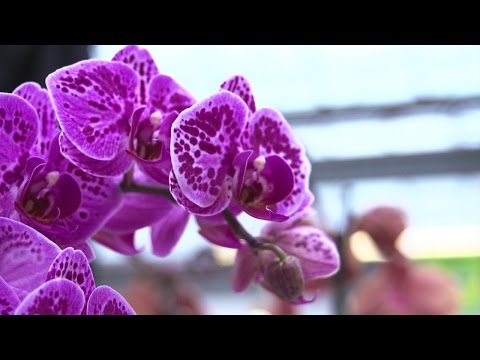 Video: Orchideen pflegen – wikiHow