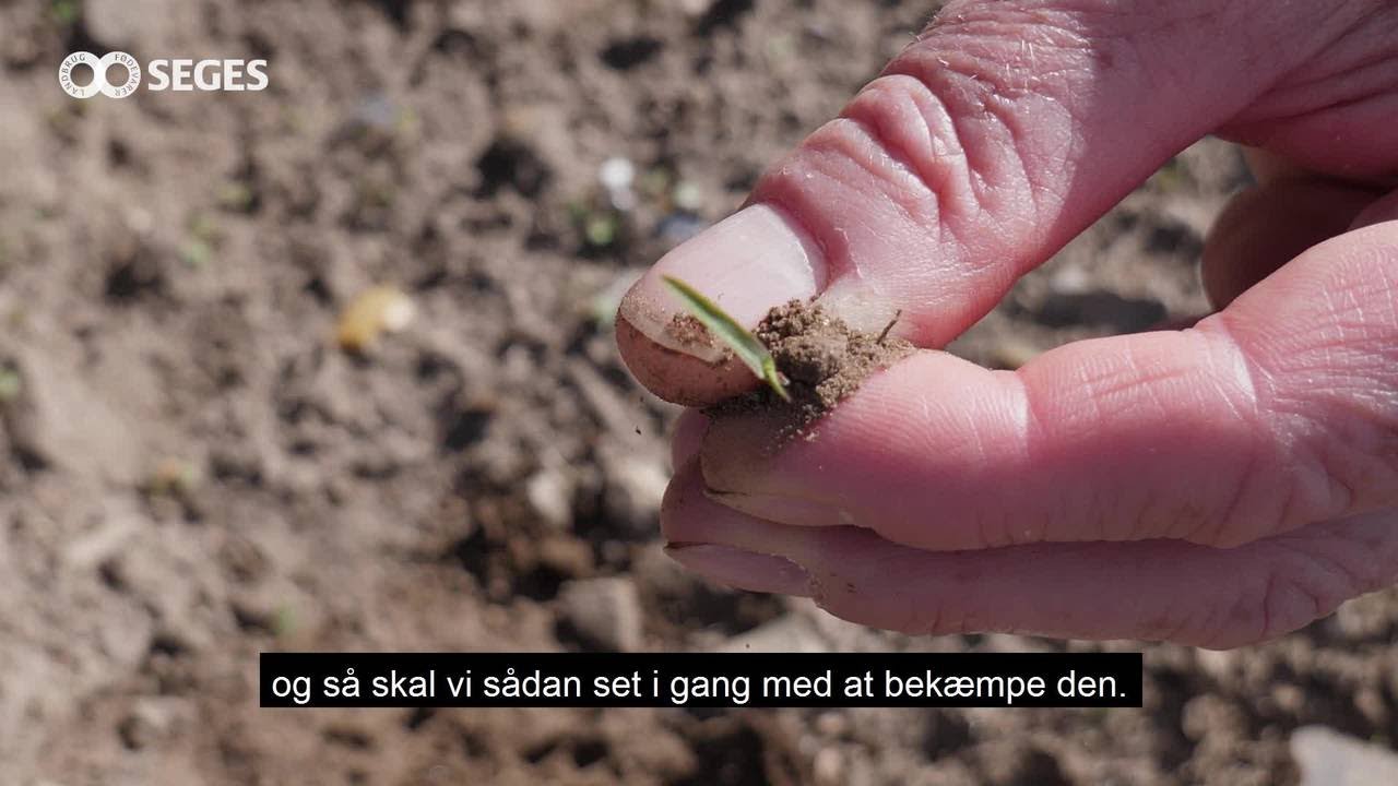 Hanespore skal bekæmpes, før den får 2 blade - YouTube
