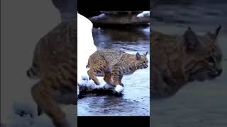lynx jumping slow motion in the nature #short @Cat Cute