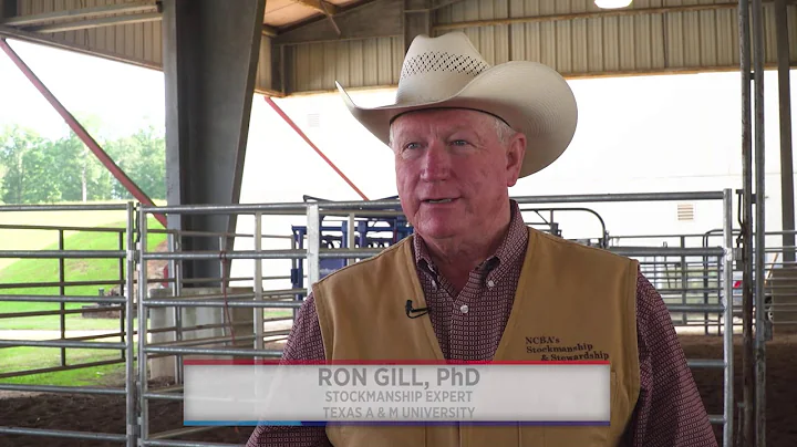 How You can Get Hands-on Cattle Care Training