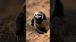The crazy honey badger