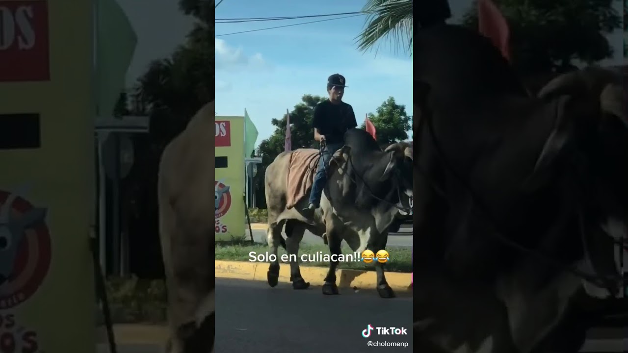 Negro de nocoriba