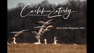 Snow Goose Migration 2022