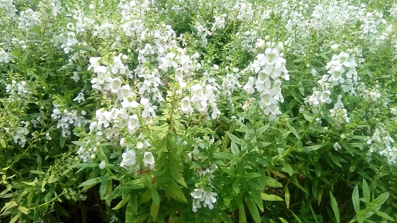  HD1080p Hamparan bunga  Angelonia  putih Angelonia  