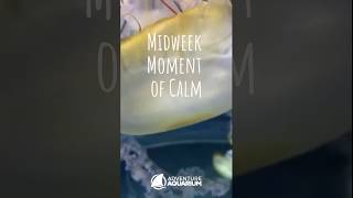 Midweek Moment of Calm with Jellies
