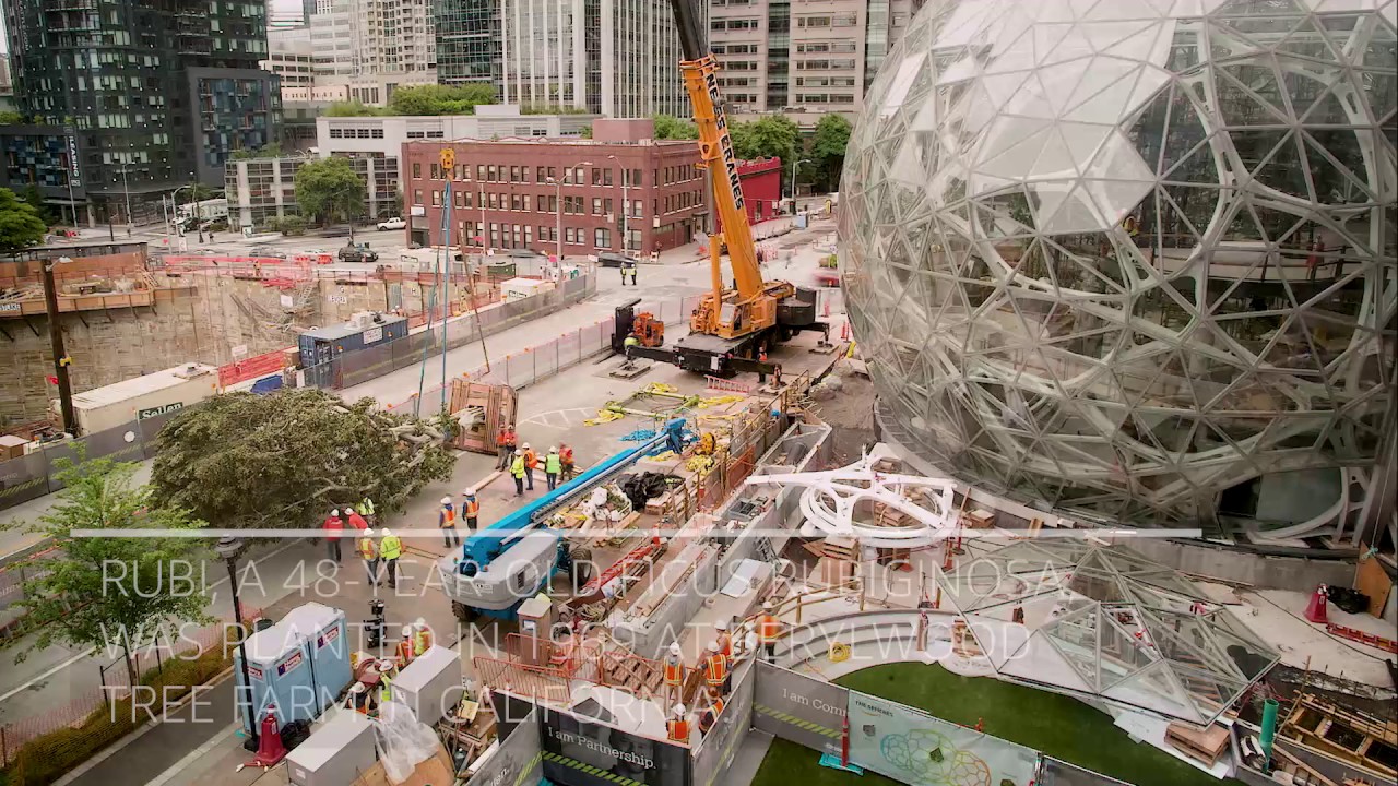 The Spheres' largest tree makes an entrance seattle city pass