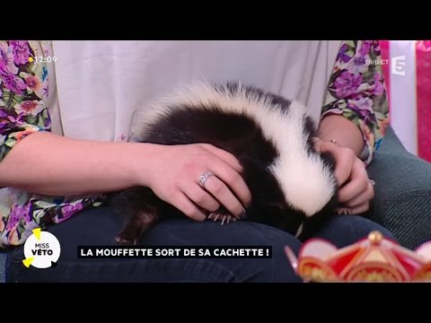 Vidéo: Une mouffette tuerait-elle un chat ?