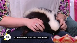 La mouffette sort de sa cachette !